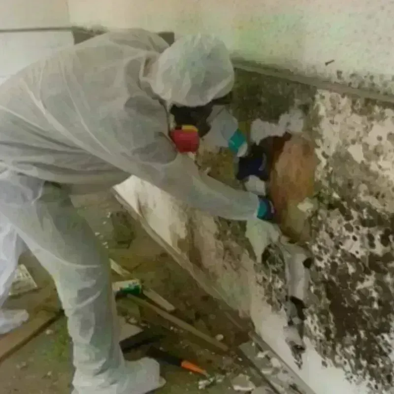 Mold Remediation and Removal in Edwards County, TX